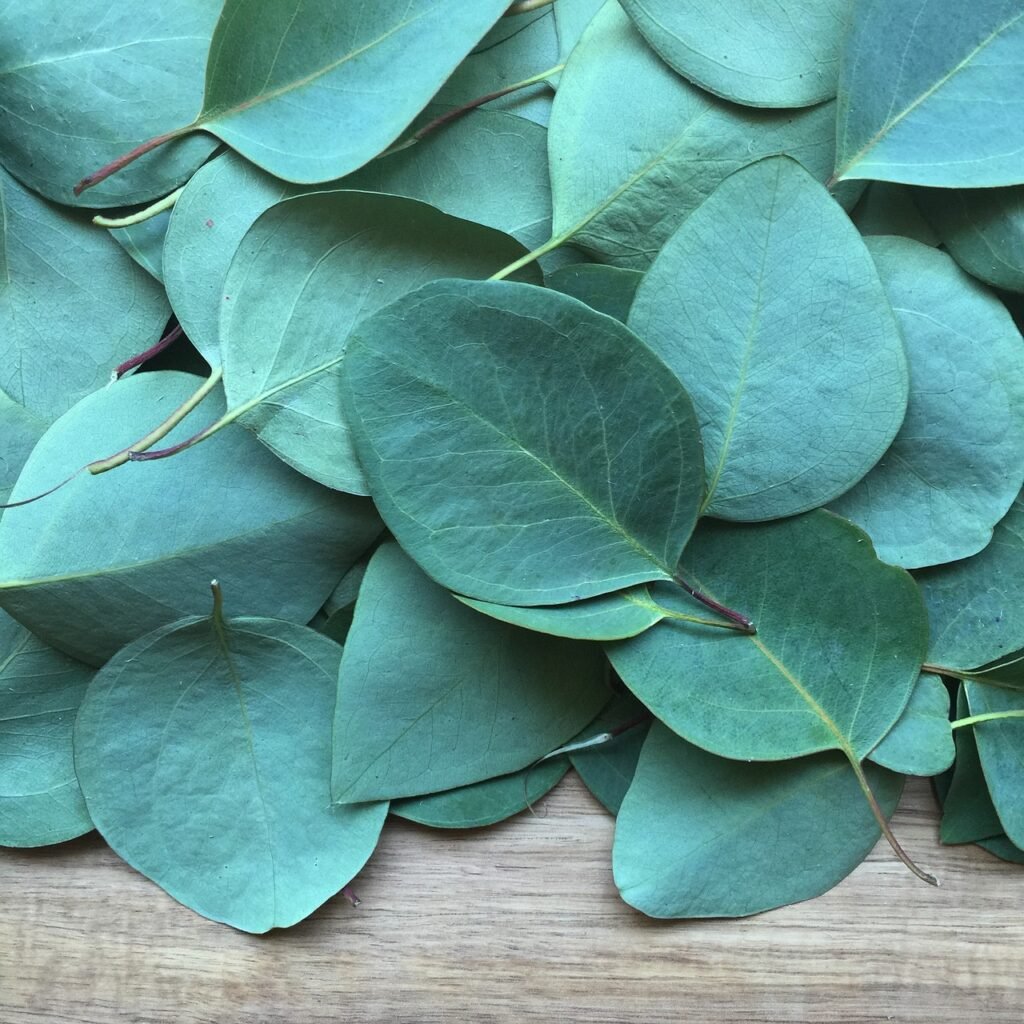 eucalyptus, leaf, plant-2086785.jpg